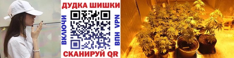 как найти   Серафимович  Бошки марихуана семена 
